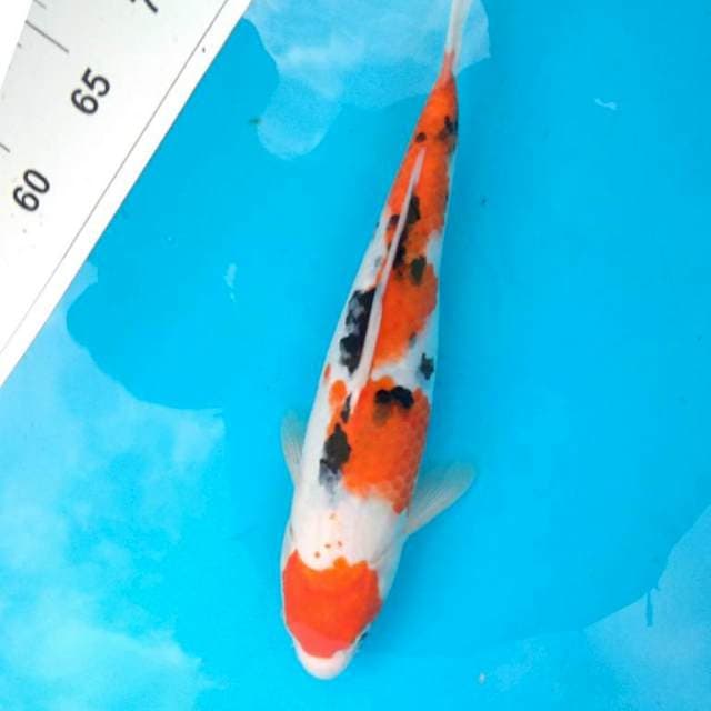 MARUTEN SANKE 31 cm