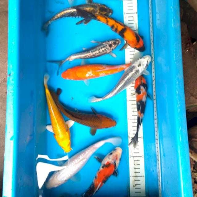 PAKET HEMAT MIX (11 ekor)