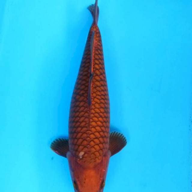 Cagoi tembogo