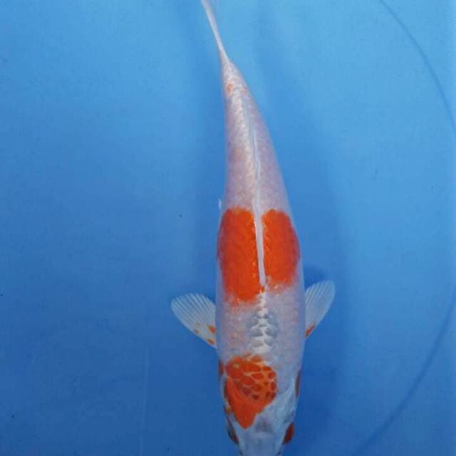 MKC1 - kohaku hikari 22cm