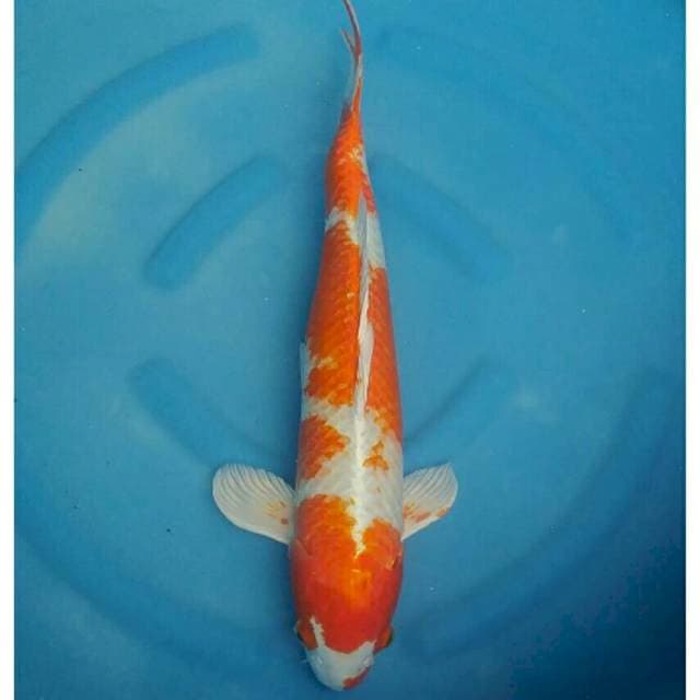Okawa Jumbo Female Hariwake