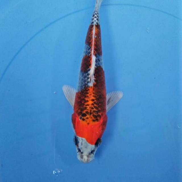 MKC7 - kujaku 21