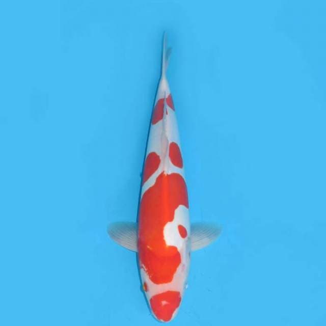 Kohaku doit 38cm free ongkir jawabali