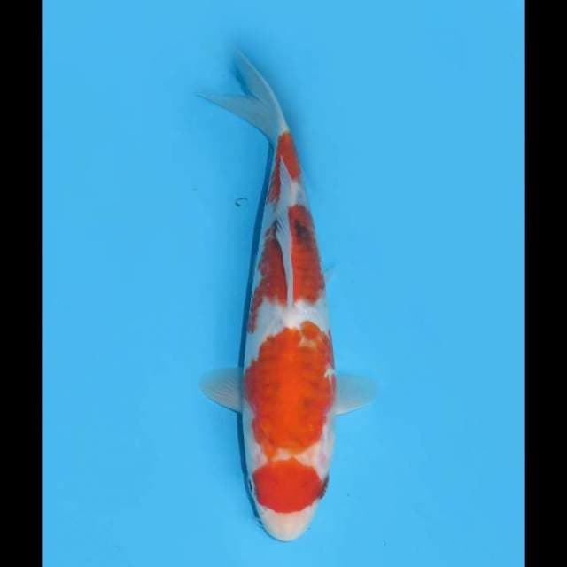 Maruten Sanke Tategoi Male - 20cm 
