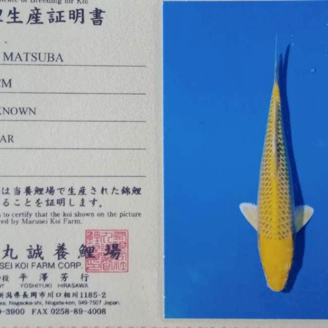 Kin matsuba import marusei farm