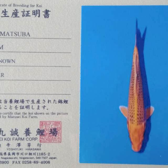 Akamatsuba import marusei