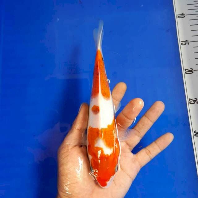 Goromo size 22 cm