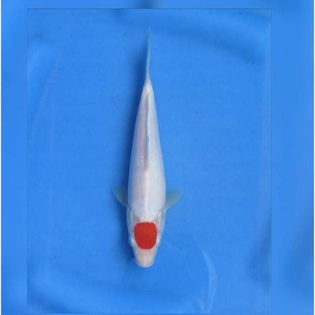 RED TANCHO KOHAKU 