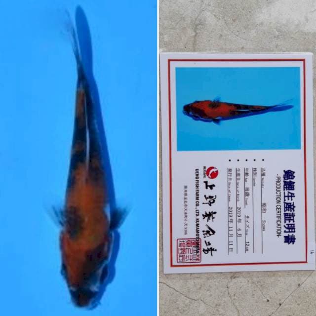 Ueno showa 13cm serti