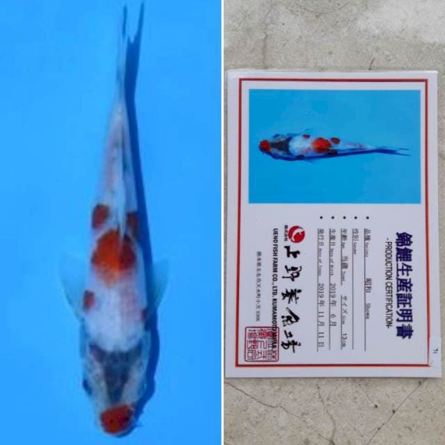 Ueno showa 16cm serti
