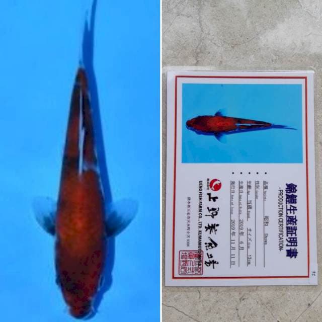 Ueno showa 15cm serti