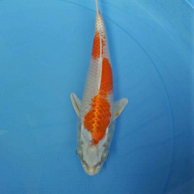 MKE1 - kohaku hikari 22