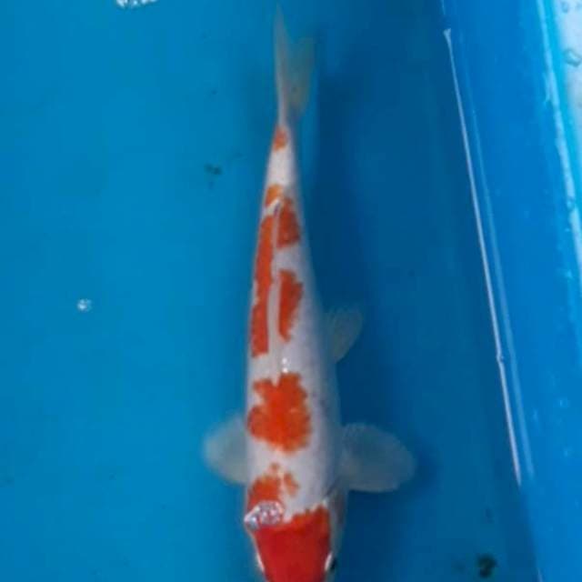Hariwake 24 cm