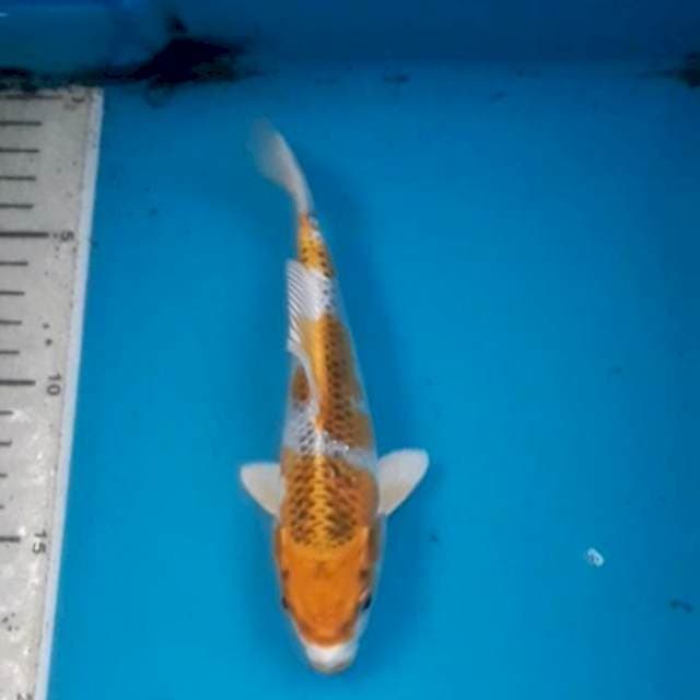 Kujaku 20 cm