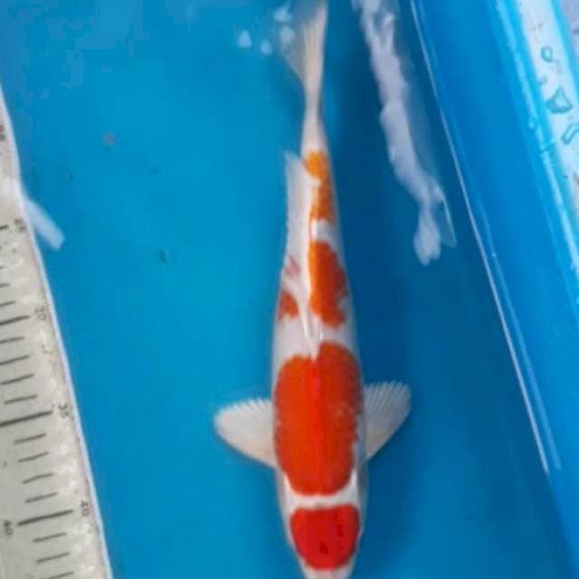Maruten Hariwake 30 cm