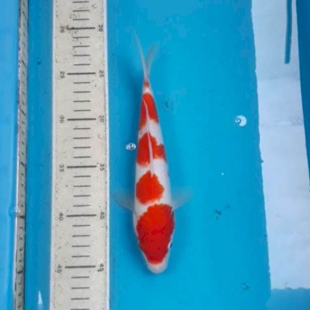 Kohaku 24 cm