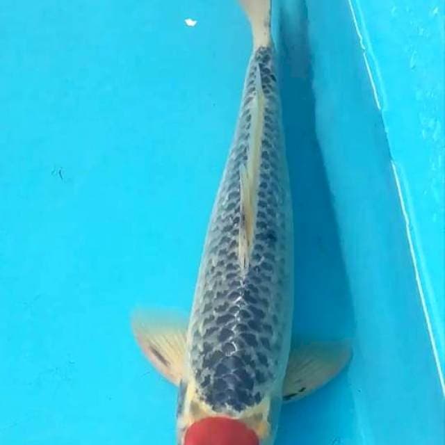 Tancho Ghosiki 34 cm