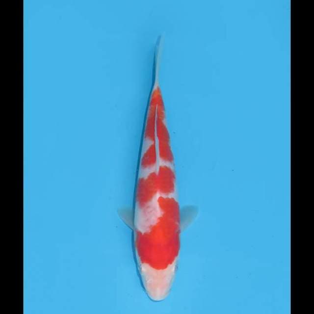Kohaku Baby HQ - 17cm