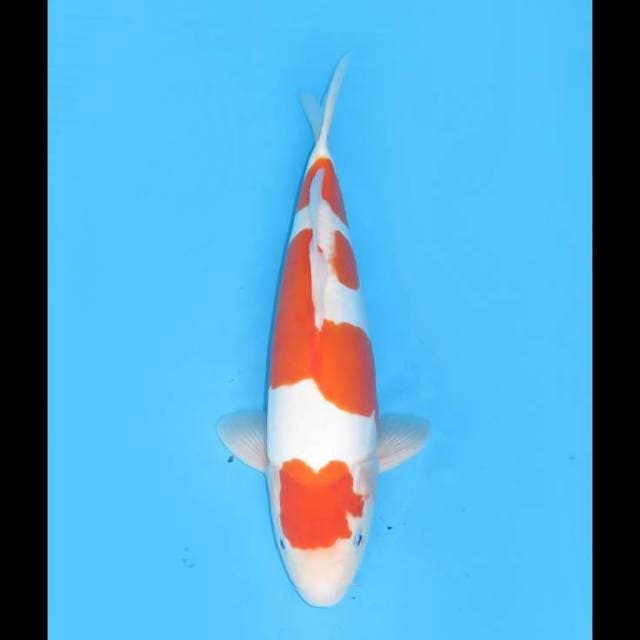 Red Doitsu Kohaku Male - 38cm