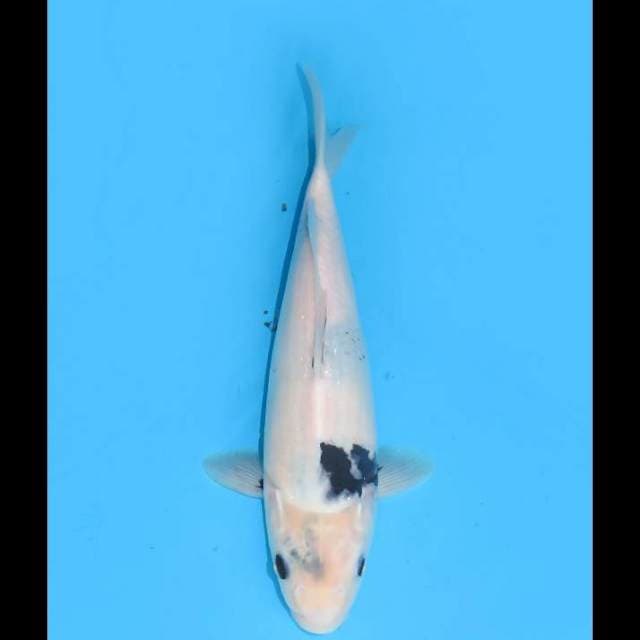 Shiro Tategoi Male - 28cm 
