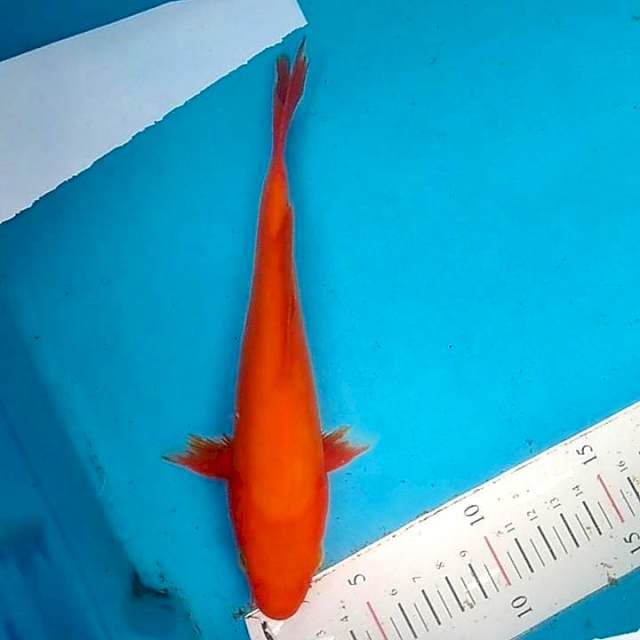 Benigoi 20cm