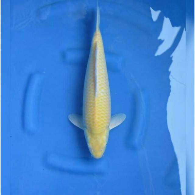 Super Bulky Karasigoi Red Eye Premium 40cm 
