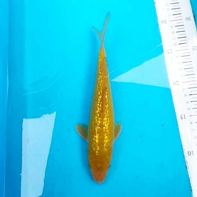 Ginrin 24cm