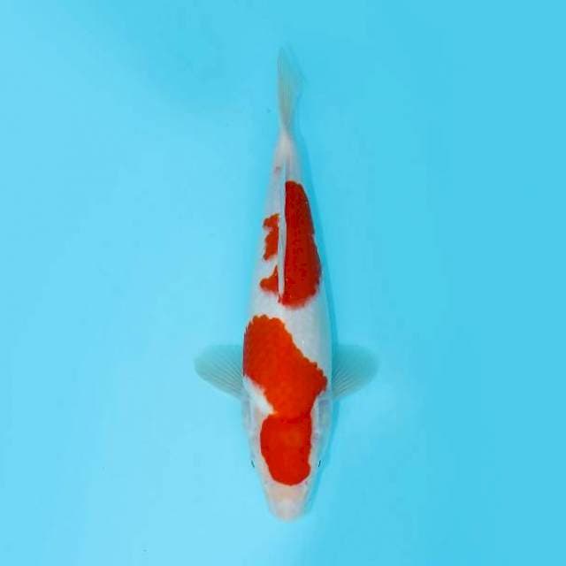 NIDAN KOHAKU 25 CM FEMALE