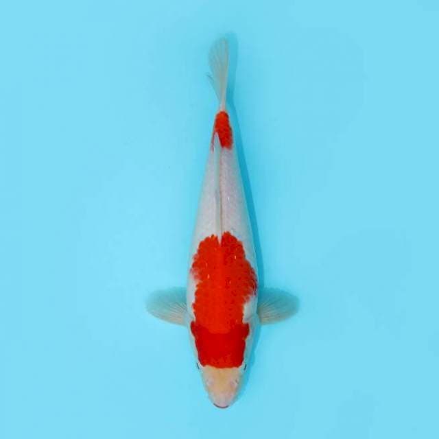 NIDAN KOHAKU 26 CM MALE