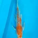 MALE KUMPAY (SLAYER)  51 Cm... FREE ONGKIR