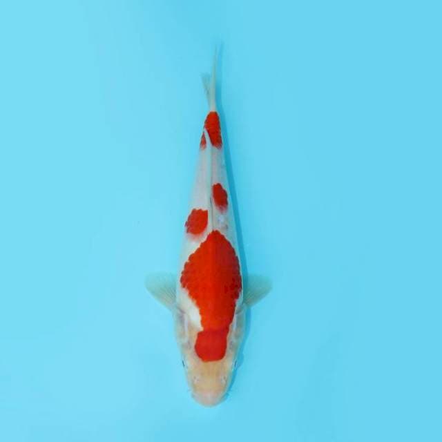 YONDAN KOHAKU 27 CM FEMALE