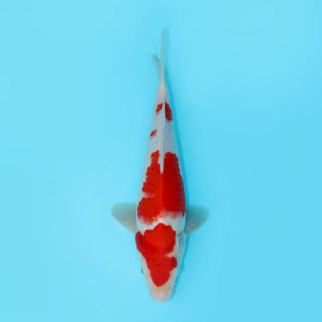 KOHAKU 24 CM MALE