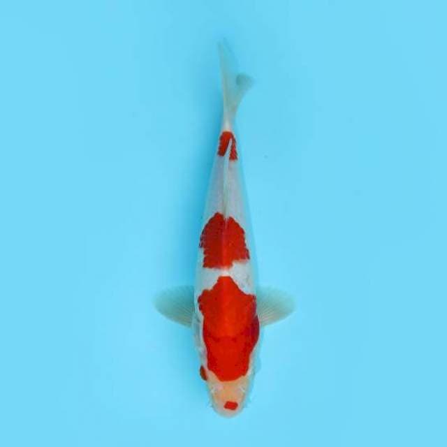 KOHAKU KUCHIBENI 26 CM MALE