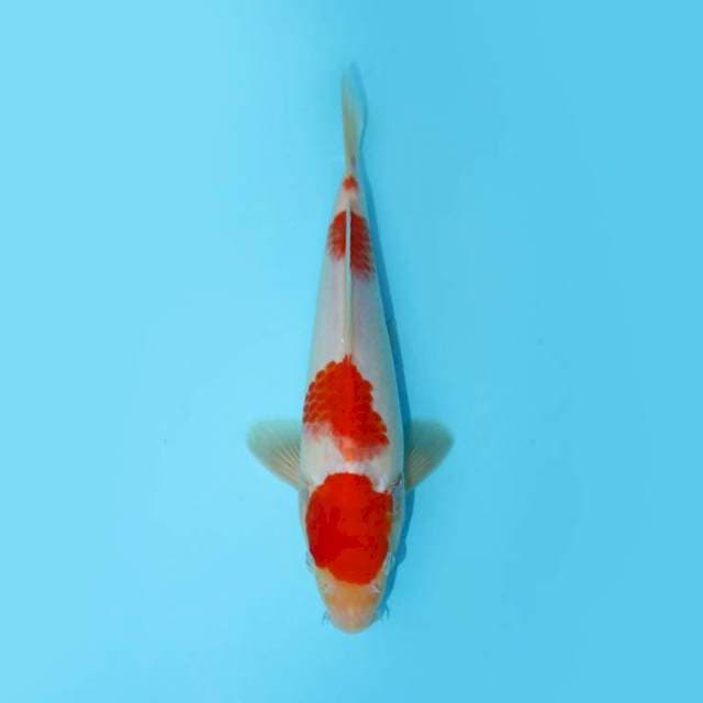 YONDAN KOHAKU 24 CM MALE