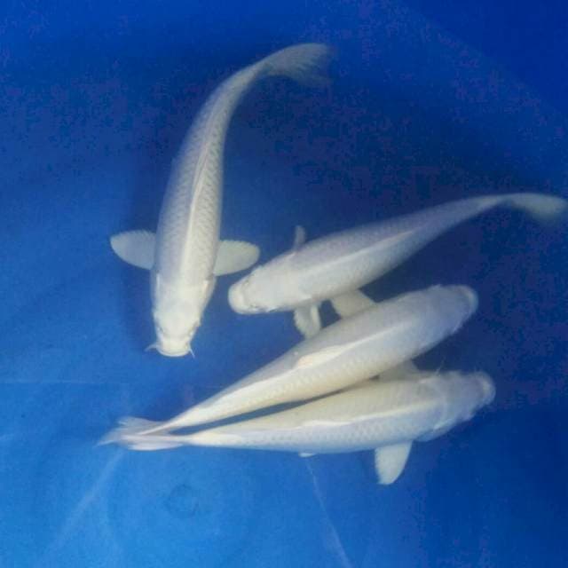 Platinum, Male 25-29 cm