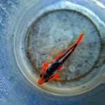 Hanna shusui calon SQ 18cm