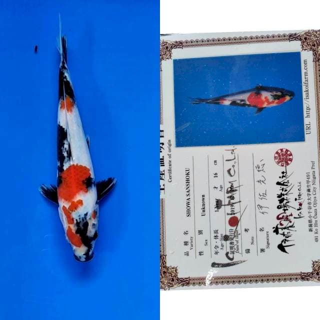 Showa Isa import