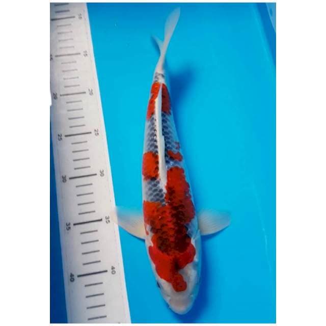 SUPER GOSHIKI JANTAN 32cm