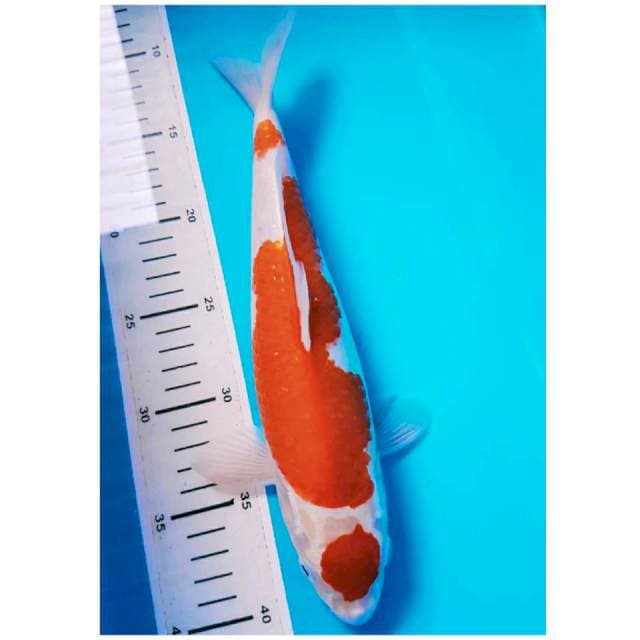 MARUTEN KOHAKU JANTAN 31cm