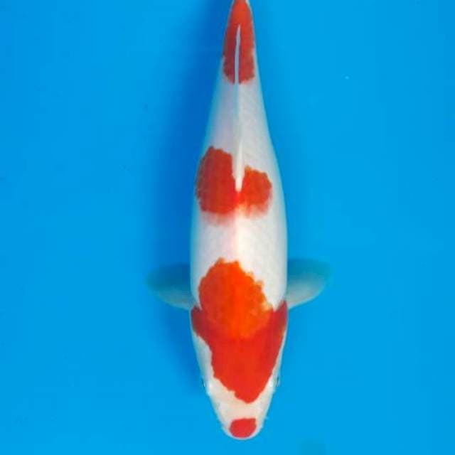 Kohaku betina 30cm