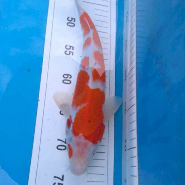 KOHAKU