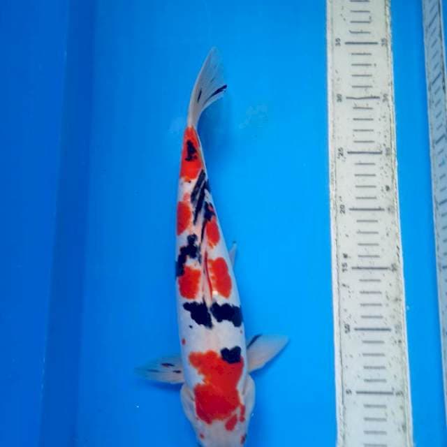 Sanke doitsu 33 cm male