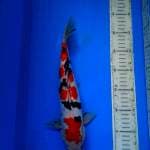 Sanke doitsu 33 cm male