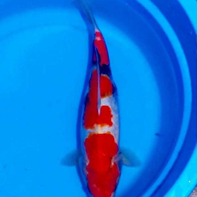showa 43 female