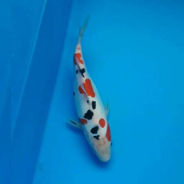 SANKE DOITSU BOZU