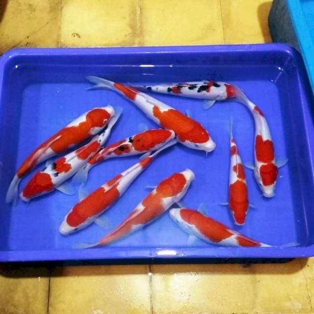 F1 sanke n kohaku merah darah