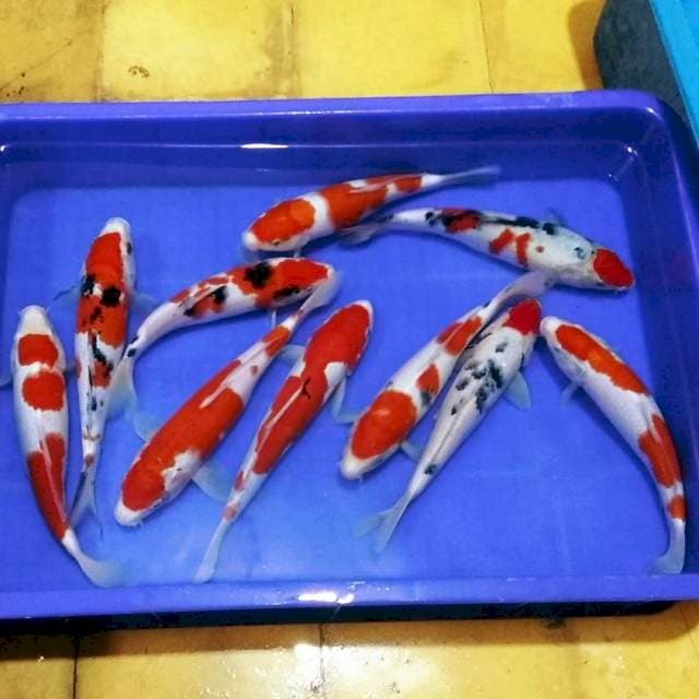 F1 kohaku sanke merah jozz