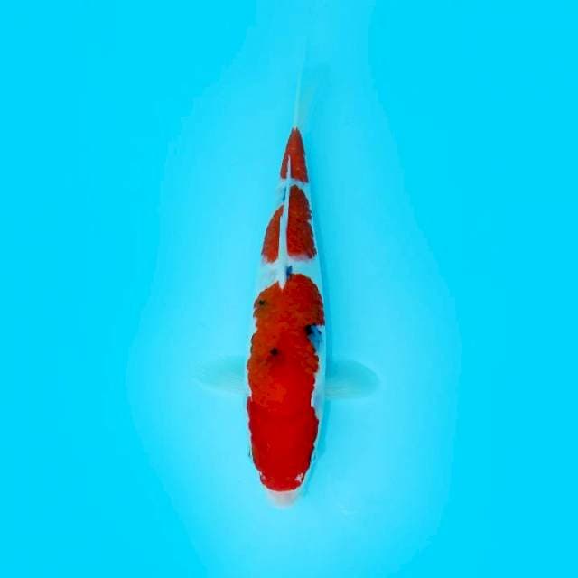 3 STEP TATEGOI SANKE 24 CM FEMALE