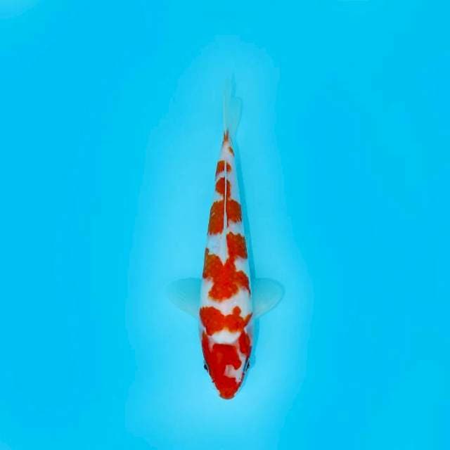 KOHAKU POLA UNIQUE 24 CM MALE
