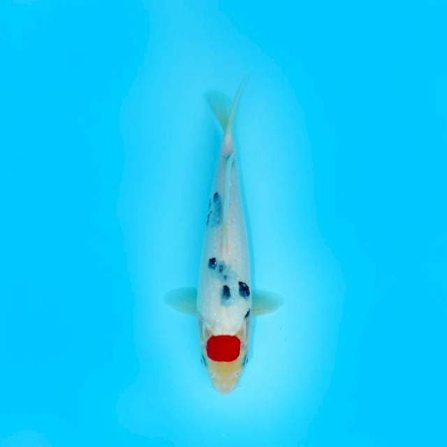 TANCHO SANKE 24 CM MALE